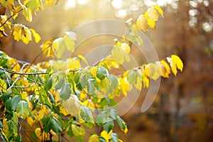 Autumn forest. Scenic view of the forest in Lovchen National Park on fall day.Beautiful nature of Montenegro