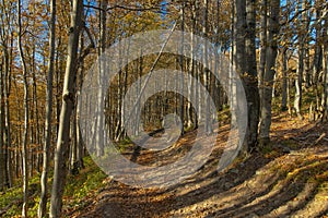 Autumn forest scenic view golden season nature photography dirt trail path way peaceful walking