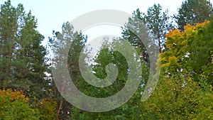 Autumn forest in September. Trees and yellow leaves in the forest