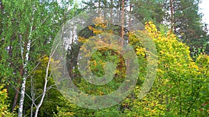 Autumn forest in September. Trees and yellow leaves in the forest