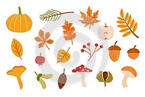 Autumn forest set. Collection of fallen leaves, fir cone, vegetables, berries, acorns, forest mushrooms isolated on