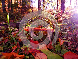 Autumn forest in the setting sun