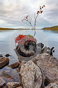 Autumn forest on the shore of a lake in Karelia