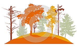 Autumn forest, silhouette of bare tree, trees with leaves and fir trees. Beautiful nature, landscape. Vector illustration