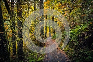 Autumn Forest, Silver Falls State Park, Oregon