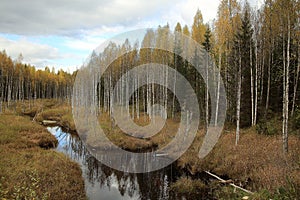 autumn forest with small river