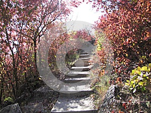 Autumn forest. Stairway to heaven. Blue sky. Red leaves. Saharna in the republic of Moldova