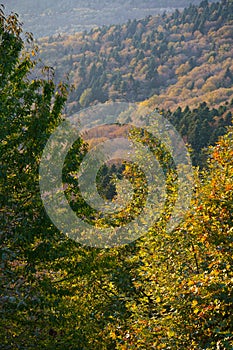 Autumn forest in Steni Dirfyos in the central part of the island of Euboea