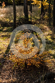 Autumn forest still life