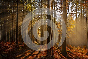 autumn forest with sun beams