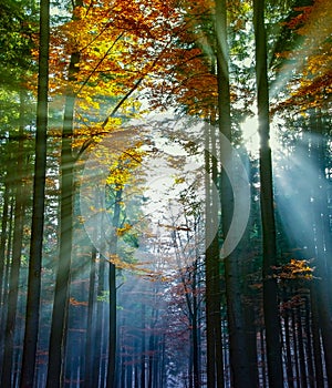 autumn forest with sun beams