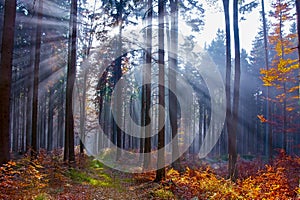 autumn forest with sun beams