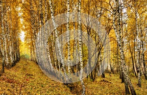 Autumn forest. sun rays in the forest