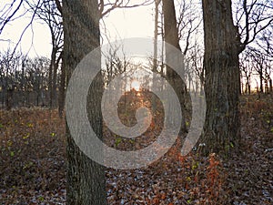 Autumn in the forest: Sun rays shine through the late fall bare trees