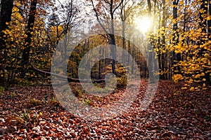 Autumn forest with sunight in KÃâszeg mountain Hungary photo