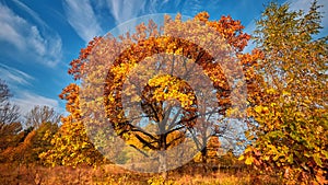 Autumn forest in the sunny day. Orange color trees, red brown leaves and blue sky in field.