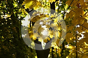 Autumn forest. A sunny ray shines through on a branch with yellow maple leaves.