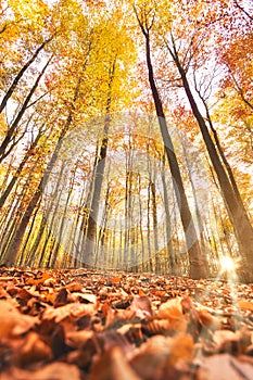 Autumn forest with sunrays. Bottom view up to the yellow trees