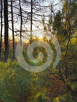 Autumn forest at sunset