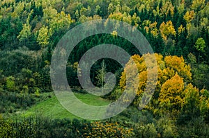 Autumn forest textures - in the Slovakian mountains