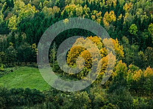 Autumn forest textures - in the Slovakian mountains