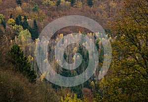 Autumn forest textures - in the Slovakian mountains