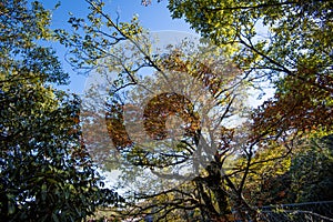 Autumn forest at Tianmen shan Mountains.