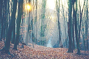 Autumn forest trail