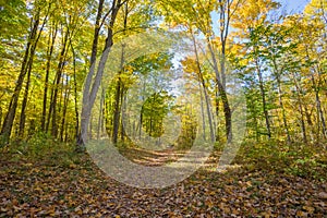 Jeseň les chodník pokrytý listy 