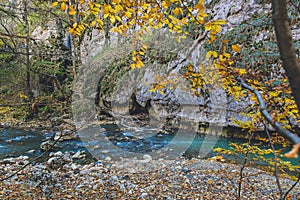 Autumn forest trees beautiful fresh green water cold daylight