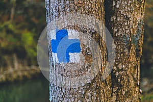 Autumn forest trees blue sign travel