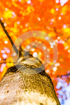 Autumn forest trees from the bottom. nature green wood sunlight backgrounds, Soft focus! shallow depth of field