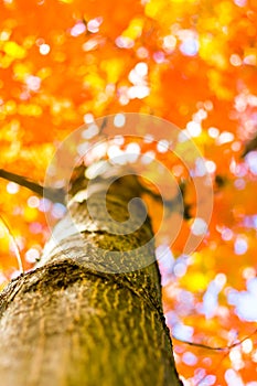 Autumn forest trees from the bottom. nature green wood sunlight backgrounds, Soft focus! shallow depth of field