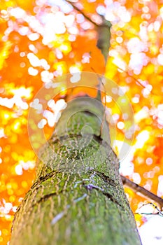 Autumn forest trees from the bottom. nature green wood sunlight backgrounds, Soft focus! shallow depth of field