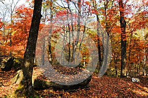 Autumn forest trees in magical colors