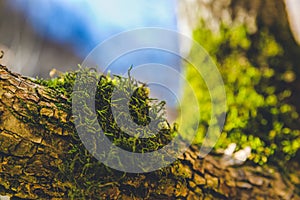 Autumn forest trees moss closeup focus