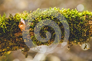 Autumn forest trees moss closeup focus big