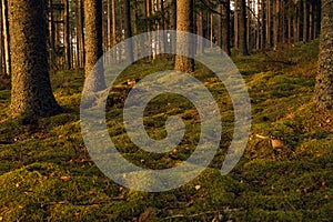 Autumn forest trees with moss and evening sun. Nature green wood sunlight in background