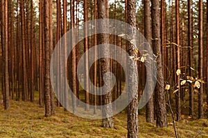 Autumn forest trees with moss and sunlit, yellow tree leaves in foreground. Nature green wood sunlight in background