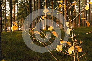 Autumn forest trees with moss and sunlit, yellow tree leaves in foreground. Nature green wood sunlight in background