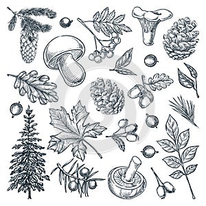 Autumn forest trees, mushrooms, plants, leaves set isolated on white background. Vector hand drawn sketch illustration