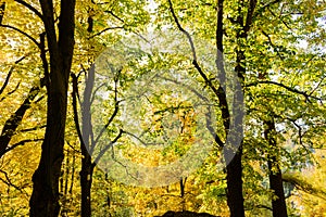 Autumn forest trees. Nature green wood sunlight backgrounds