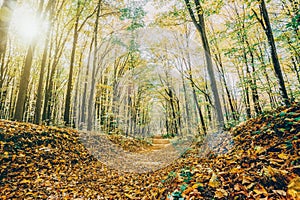 Autumn forest trees. nature green wood sunlight backgrounds