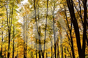 Autumn forest trees. Nature green wood sunlight backgrounds