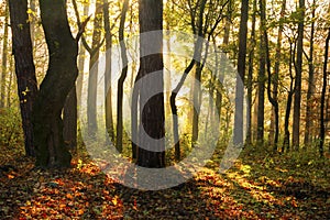 Autumn forest trees img