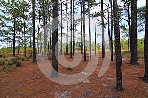 Autumn forest trees. nature green wood sunlight backgrounds