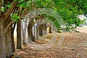 Autumn forest trees. img