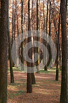 Autumn forest trees. nature yellow wood sunlight backgrounds.