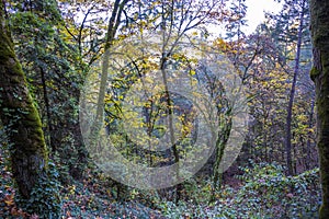 Autumn forest with trees overgrown with ivy and moss-covered trunks