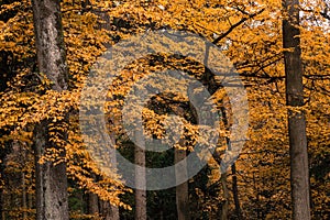 Autumn Forest Trees